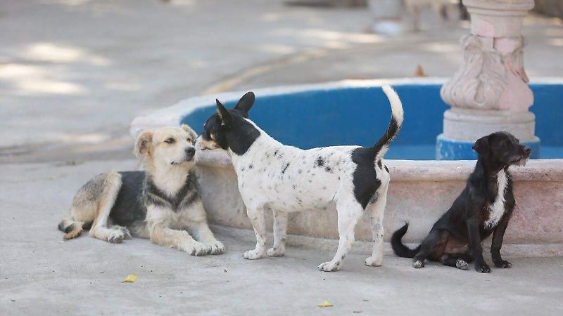 Perritos rescatados en el Centro de Atención Animal en la ciudad de Durango